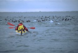 Kayaking Kouchibouquac National Park - Photo Credit: Tourism New Brunswick